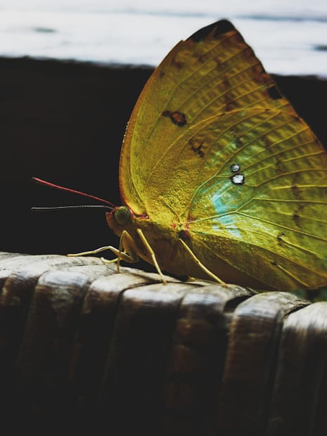 close up image of a tired butterfly
