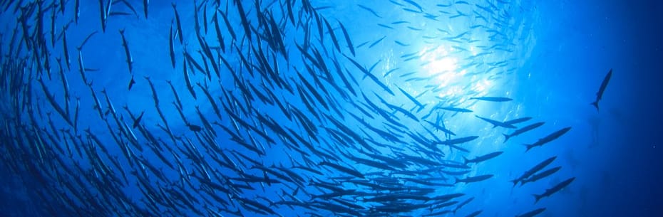 School of barracuda
