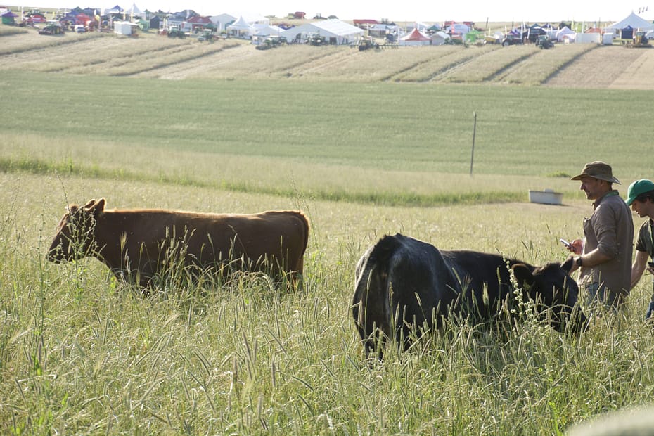 Field of cows with farmers approaching